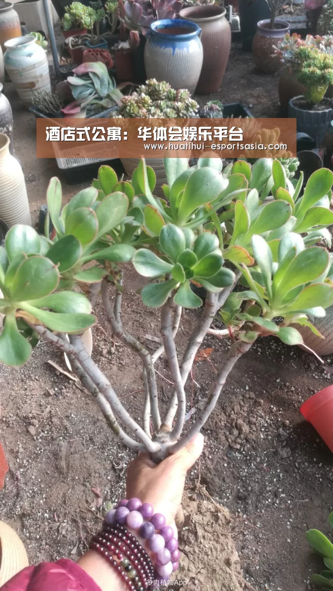 酒店式公寓:华体会娱乐平台(图4) 华体会体育平台